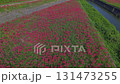 Cluster amaryllis along the Yakatsu River (Handa City, Aichi Prefecture, Japan) 131473255