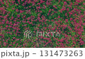 Cluster amaryllis along the Yakatsu River (Handa City, Aichi Prefecture, Japan) 131473263