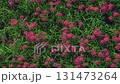Cluster amaryllis along the Yakatsu River (Handa City, Aichi Prefecture, Japan) 131473264