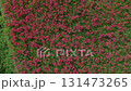 Cluster amaryllis along the Yakatsu River (Handa City, Aichi Prefecture, Japan) 131473265