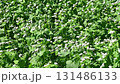 秋風に揺れる常陸秋蕎麦の白い花の動画 131486133