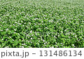 秋風に揺れる常陸秋蕎麦の白い花の動画 131486134