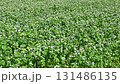 秋風に揺れる常陸秋蕎麦の白い花の動画 131486135