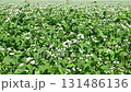 秋風に揺れる常陸秋蕎麦の白い花の動画 131486136