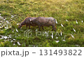 Two buffaloes are walking in a field with a group of birds. The birds are white and scattered around the buffaloes 131493822