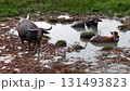 Three buffaloes are in a muddy pond. One buffalo is standing in the water. The other two buffaloes are sitting in the water 131493823
