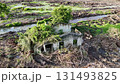 A house is covered in vines and is surrounded by a lot of debris. The house is located near a river 131493825