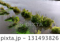 A body of water with plants growing in it. The water is murky and has a greenish tint 131493826