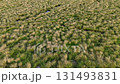 A field of grass with a few weeds. The grass is brown and dry. There is a dirt path in the middle of the field 131493831