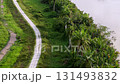 Road with palm trees on either side. The road is narrow and winding. The palm trees are tall and green 131493832