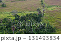 Lush green field with palm tree. The field is full of trees and plants 131493834