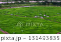 Field of green grass with a few birds flying around. The birds are scattered throughout the field 131493835