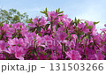 春の訪れを告げるツツジの風景 131503266