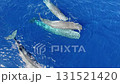 Discover majestic beauty of family of sperm whales and their playful cub navigating azure waters of Azores. Witness nature's gentle giants interacting harmoniously in this enchanting marine paradise. 131521420