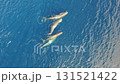 A family of majestic sperm whales swims gracefully through the vibrant blue waters of the Azores, showcasing their natural beauty while the curious calf explores around its parents. 131521422