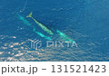 Observe the stunning display of a family of sperm whales gliding through the azure waters of the Azores, showcasing their playful cub as they navigate the serene ocean together. 131521423