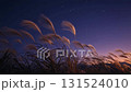 A field of silver grass swaying in the wind against the backdrop of a starry sky at dusk 131524010