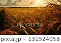 A vast rice field landscape with golden rice swaying in the setting sun 131524058