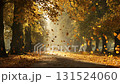 A scene of soft autumn sunlight filtering through a tree-lined road covered with falling leaves 131524060