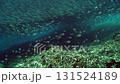 Experience the marvel of a large tuna school gracefully swimming through the clear waters of the Philippines. They navigate along the beautiful coral reefs in their natural habitat. 131524189