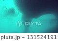 A school of tuna creates a mesmerizing swirling formation beneath the surface. Witness this dance in the vivid blue waters of the Philippines. It is truly a sight to behold. 131524191