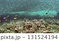 A school of tuna swims in the warm waters of the Philippines. Colorful fish meander through the vibrant coral reef, creating a beautiful underwater ecosystem. 131524194