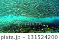 A massive school of tuna creates a mesmerizing display as they swim above a vibrant coral reef ecosystem in the crystal clear waters of the Philippines. A breathtaking underwater spectacle. 131524200