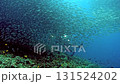 A massive school of tuna swirls and dances in the clear waters of the Philippines. A diver observes this breathtaking underwater spectacle during daylight. 131524202