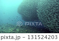 Observe a large group of tuna swimming in unison. Countless fish near the coral reef, a truly spectacular sight to behold in the beautiful waters of the Philippines. 131524203