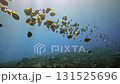 An enchanting underwater scene showcases a vibrant school of blue surgeonfish gracefully gliding through crystalclear water illuminated by warm beams of golden sunlight filtering down from the surface 131525696