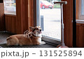 A charming Corgi is sitting at the window, curiously observing and watching the outside world 131525894