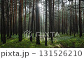 Fir forest in the rain. The morning fog and rain is in the pine forest - static shot 131526210