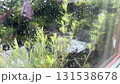 Wet glass with rain outside the window  131538678