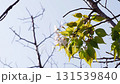 大島櫻花 131539840