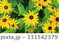 Rudbeckia is a garden plant with large yellow, orange, or red flowers with a dark circle in the middle. There are many different types of rudbeckia, including black-eyed Susans. Rudbeckia is a plant 131542379