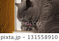 A gray cat with thick fur washes itself while sitting in the rays of the evening sun. 131558910