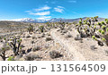 Aerial Fly Through of Joshua Trees and Mt Charleston Desert Landscape 131564509