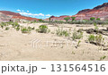Aerial Desert Wash Red Rock Formations and Cottonwood Trees Fly Through 131564516
