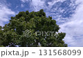 Swaying trees 131568099