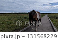 Horse  131568229
