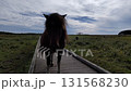 Horse  131568230