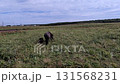 Horse  131568231