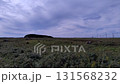 Horse  131568232
