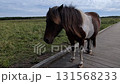 Horse  131568233