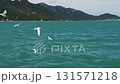 Beautiful white seagulls gracefully flying and diving into the turquoise sea to catch fish, with a stunning green mountainous coastline visible in the background on a sunny day 131571218