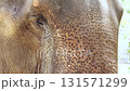 Extreme close-up shot capturing the intricate details of an asian elephant's eye and wrinkled skin, highlighting the texture and gentle expression of the majestic mammal in its natural habitat 131571299