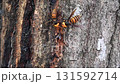 樹液に集まるスズメバチ 樹液に集まるスズメバチ 131592714