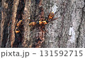 樹液に集まるスズメバチ 樹液に集まるスズメバチ 131592715