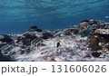 Fish gathering in the shallow waters of the coral reef 131606026