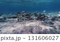 Fish gathering in the shallow waters of the coral reef 131606027